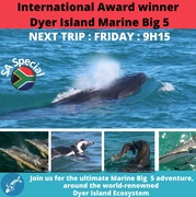 Next Dyer Island Marine Big 5 Tour: 27 May 2022