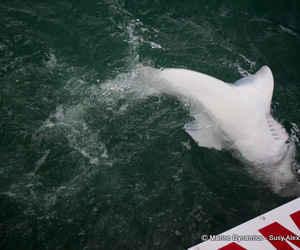 Daily Blog: 26 May 2022 | Shark Cage Diving in South Africa