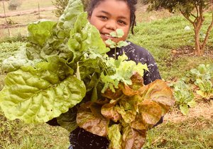 Harvesting Greens From Our Garden