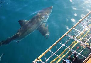 Discover White Shark Projects