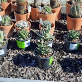 Riverland Garden Centre - Xplorioâ„¢ Stanford