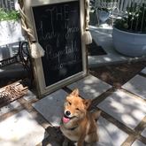 Dog - The Lady Grace - Xplorioâ„¢ Greyton