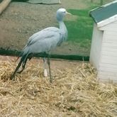 Blue Crane - Greyton Farm Animal Sanctuary - Xplorioâ„¢ Greyton
