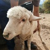 Lamb - Greyton Farm Animal Sanctuary - Xplorioâ„¢ Greyton