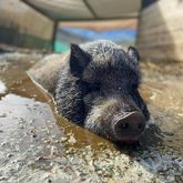 Piglet - Greyton Farm Animal Sanctuary - Xplorioâ„¢ Greyton