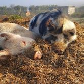 Pigs - Greyton Farm Animal Sanctuary - Xplorioâ„¢ Greyton