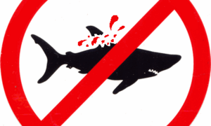 8th State To Join Shark Fin Ban - Gansbaai Daily News