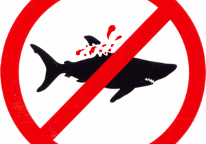 8th State To Join Shark Fin Ban - Gansbaai Daily News