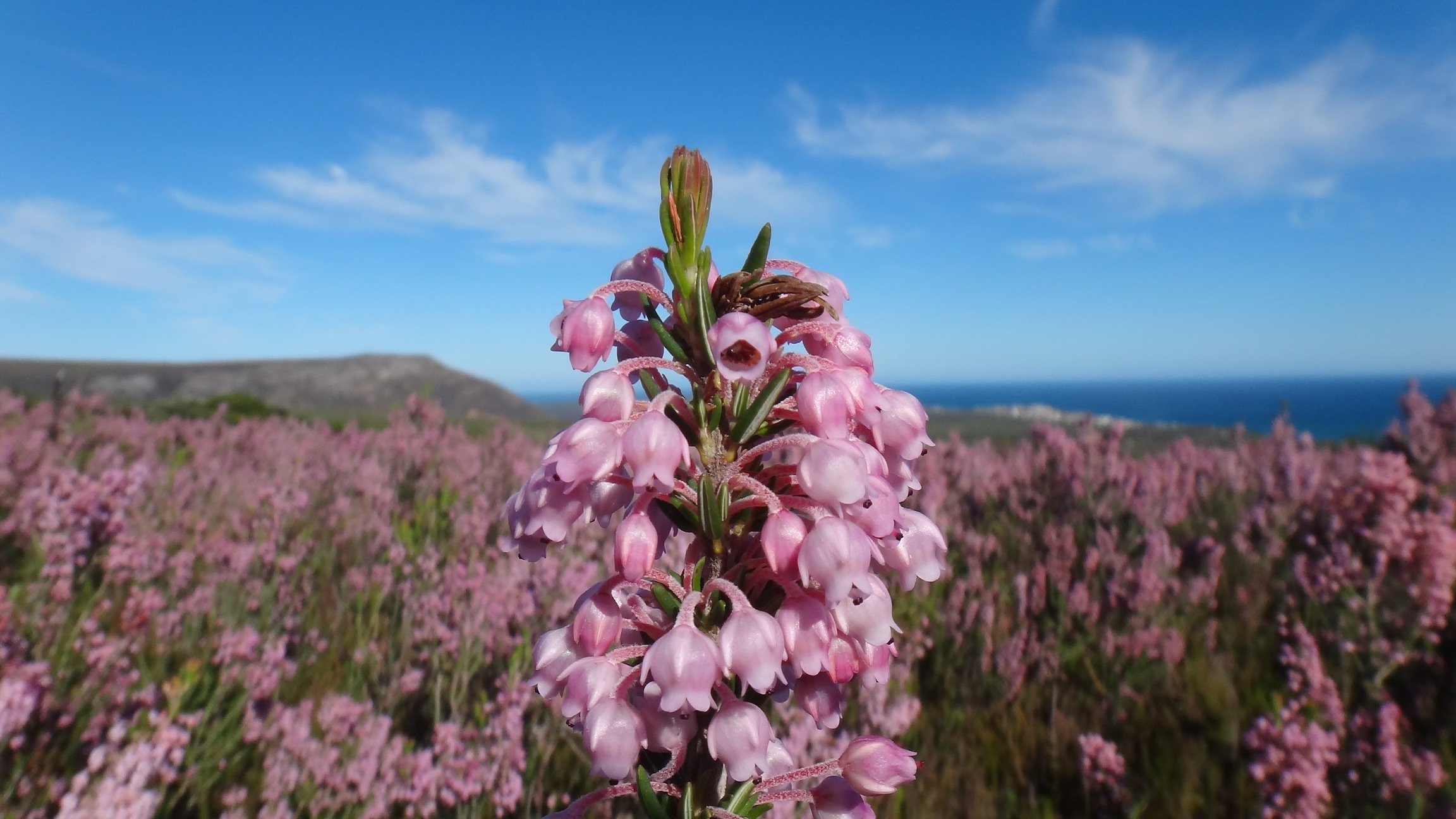 Come and lose yourself in a floral paradise of unsurpassed beauty