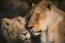 7th Fundraiser for Panthera Africa Big Cat Sanctuary