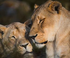 7th Fundraiser for Panthera Africa Big Cat Sanctuary