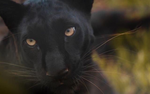 Heather8_Pardus_1654251045