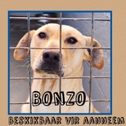 BonzoÂ is ready to be adopted!