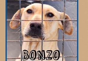BonzoÂ is ready to be adopted!