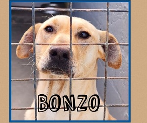 BonzoÂ is ready to be adopted!