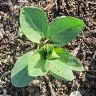 Fresh Veggies - Organic Bunch - Xplorioâ„¢ Gansbaai 