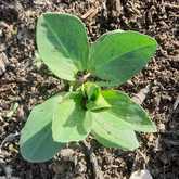 Fresh Veggies - Organic Bunch - Xplorioâ„¢ Gansbaai 