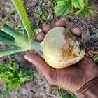 Fresh Veggies - Organic Bunch - Xplorioâ„¢ Gansbaai 