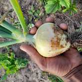 Fresh Veggies - Organic Bunch - Xplorioâ„¢ Gansbaai 