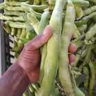 Fresh Veggies - Organic Bunch - Xplorioâ„¢ Gansbaai 