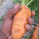 Fresh Veggies - Organic Bunch - Xplorioâ„¢ Gansbaai 