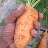 Fresh Veggies - Organic Bunch - Xplorioâ„¢ Gansbaai 