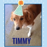 Timmy is ready to be adopted!
