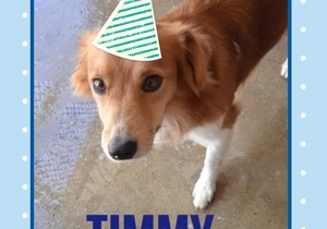 Timmy is ready to be adopted!