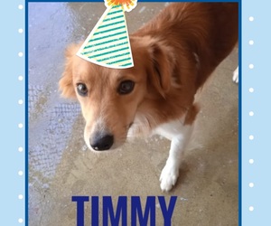 Timmy is ready to be adopted!