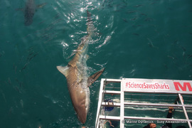 Daily Blog: 07 June 2022 | Shark Cage Diving in South Africa