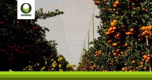 Het Jy Al Ooit Landbounette Vir Jou Sitrusboord Oorweeg?