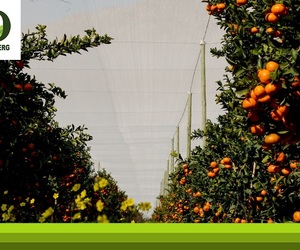 Het Jy Al Ooit Landbounette Vir Jou Sitrusboord Oorweeg?