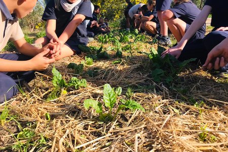 Spinach - RAW - Xplorioâ„¢ Greyton