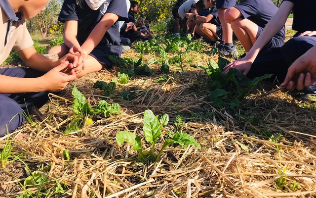 Spinach - RAW - Xplorioâ„¢ Greyton