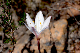 Brand New Fynbos Species Discovered