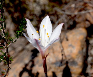 Brand New Fynbos Species Discovered