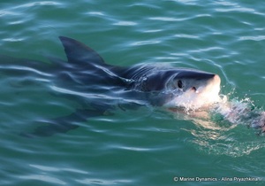 Daily Blog: 16 June 2022 | Shark Cage Diving in South Africa