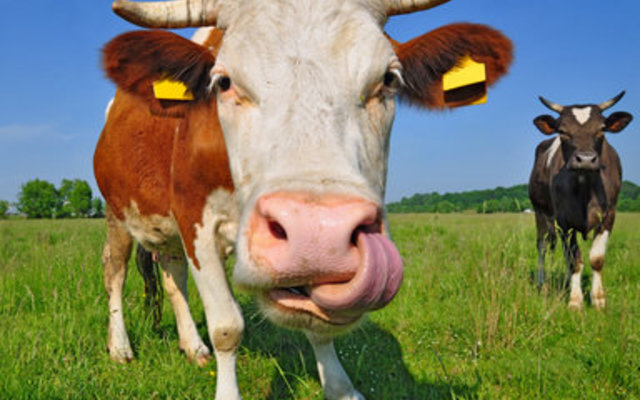 12. Cows