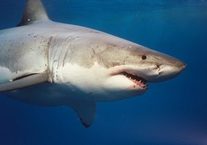15 Things More Dangerous Than Sharks - Gansbaai Daily Blog