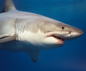 15 Things More Dangerous Than Sharks - Gansbaai Daily Blog