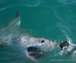 Daily Blog: 22 June 2022 | Shark Cage Diving in South Africa