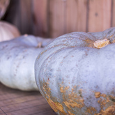 Pumpkins - RAW - Xplorioâ„¢ Greyton