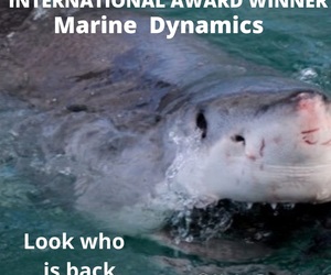 Next Marine Dynamics Shark Cage Diving Trip: 24 June 2022