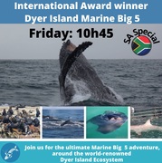 Next Dyer Island Marine Big 5 Tour: 24Â June 2022