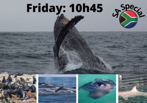 Next Dyer Island Marine Big 5 Tour: 24Â June 2022