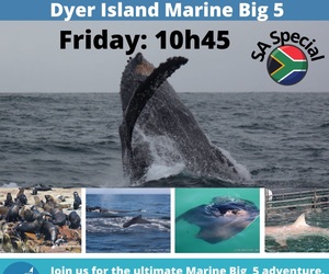Next Dyer Island Marine Big 5 Tour: 24Â June 2022