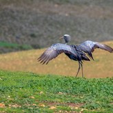 Bird - Annalize Mouton Photography - Xplorioâ„¢ Stanford