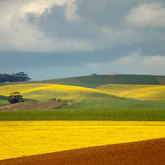 Canola Field - Annalize Mouton Photography - Xplorioâ„¢ Stanford
