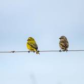 Birdlife - Annalize Mouton Photography - Xplorioâ„¢ Stanford