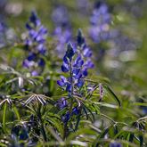 Lupin - Annalize Mouton Photography - Xplorioâ„¢ Stanford
